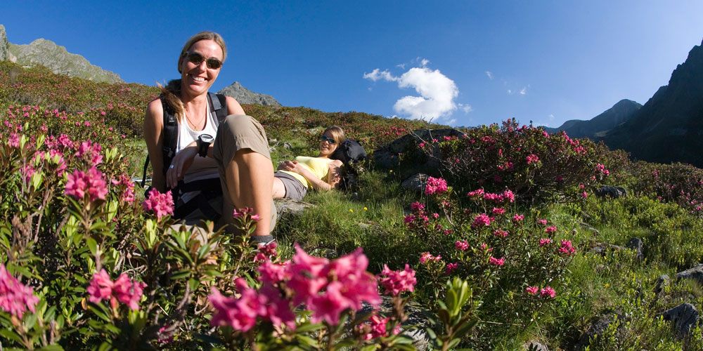 Rast in Alpenrosen